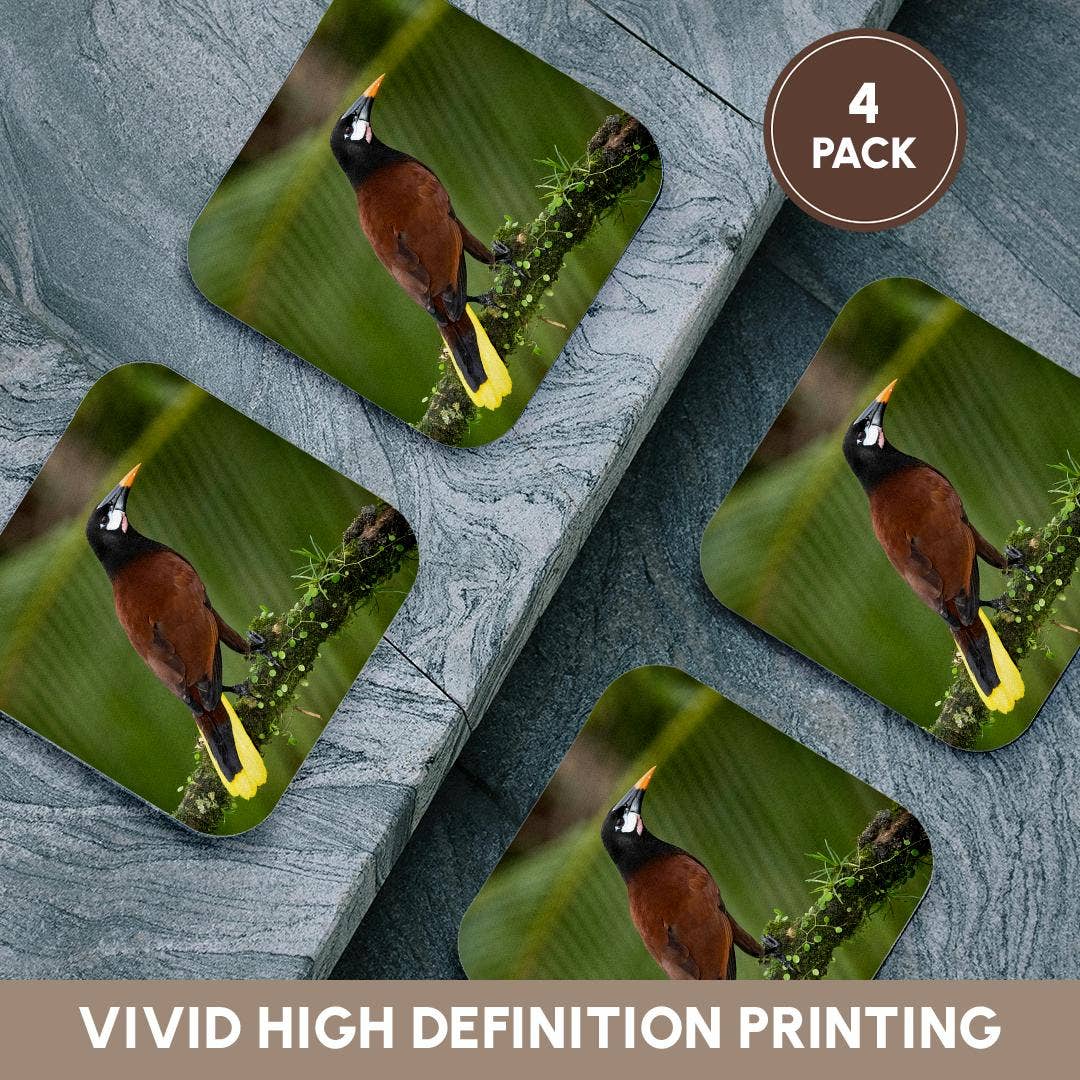 3dRose - Wholesale Coasters - 3dRose, Montezuma oropendola, Costa Rica, Central America, Coaster12