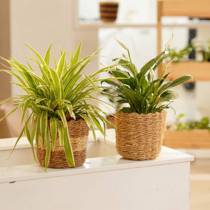 Biodegradable Coir Plant Baskets – Eco-Friendly Planters for wholesale by Craftpair