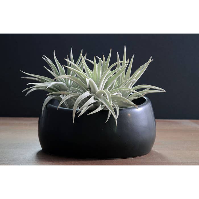 The Artizan Way - Wholesale Live Plant - Tillandsia Harrisii | Live Air Plant6