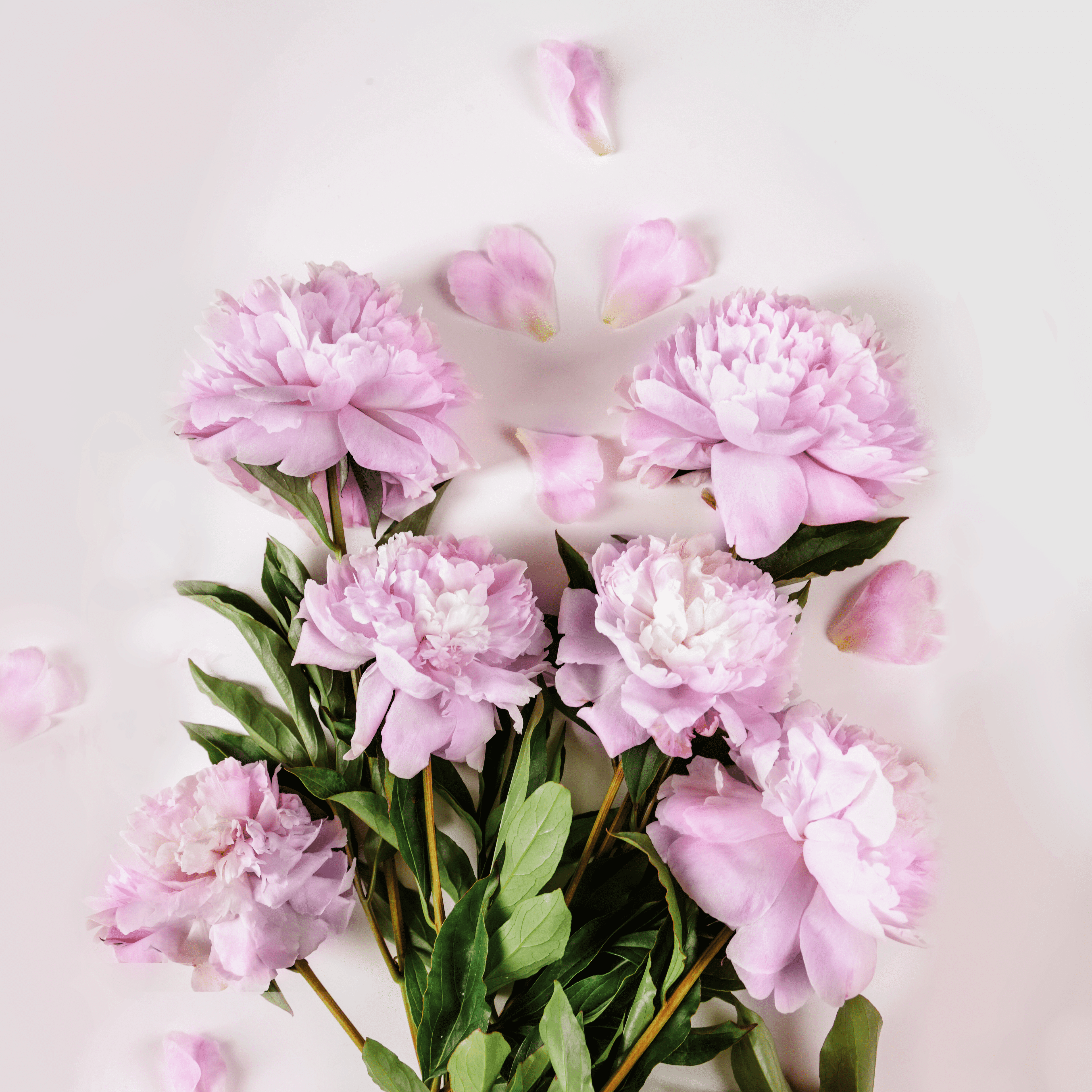 SCENTORIE. - Wholesale Jar/Filled Candle - LOVE ARTIST Rape Wax Scented Candle 300g/60h 1