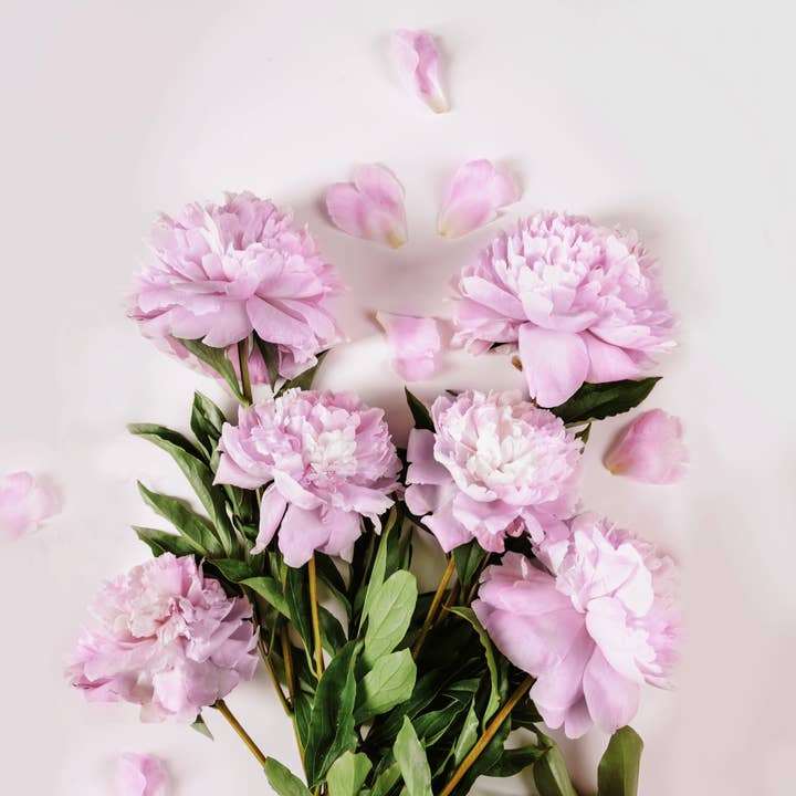 SCENTORIE. - Vendita all'ingrosso Candela in vasetto - Candela profumata LOVE ARTIST Rape Wax 300g/60h 1