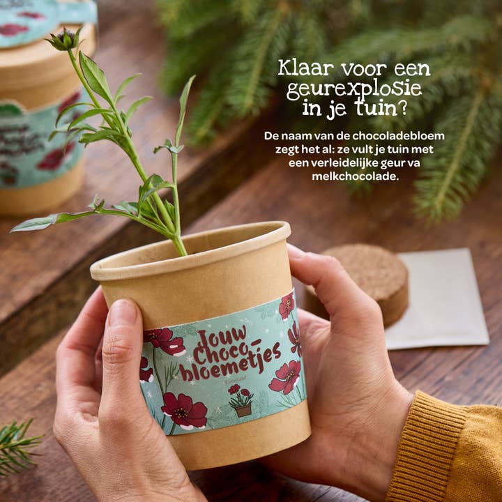 TDJ Stadtgärtner GmbH - Wholesale Plant Seeds - Chocolate flowers from the cup (NL)1