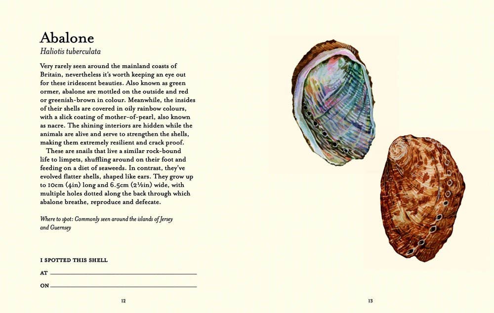 Independent Publishers Group - Wholesale Nature & Outdoors - Shell-spotter’s Guide3