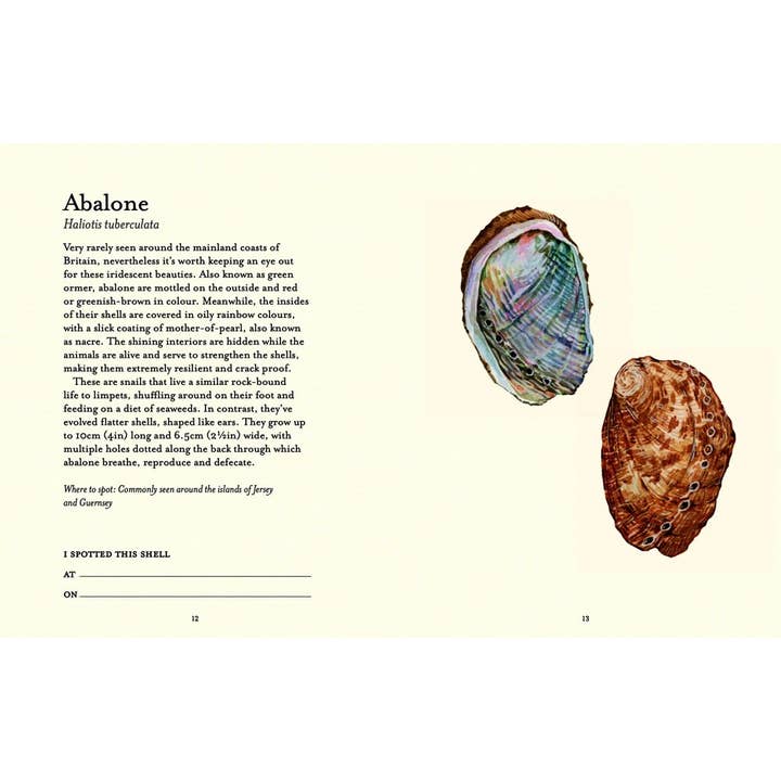 Independent Publishers Group - Wholesale Nature & Outdoors - Shell-spotter’s Guide3