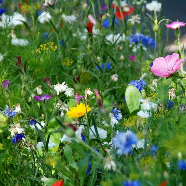 Hanna's Bees – wholesale Plant seeds – Native Irish Wildflower Seeds - Plants for Pollinators2