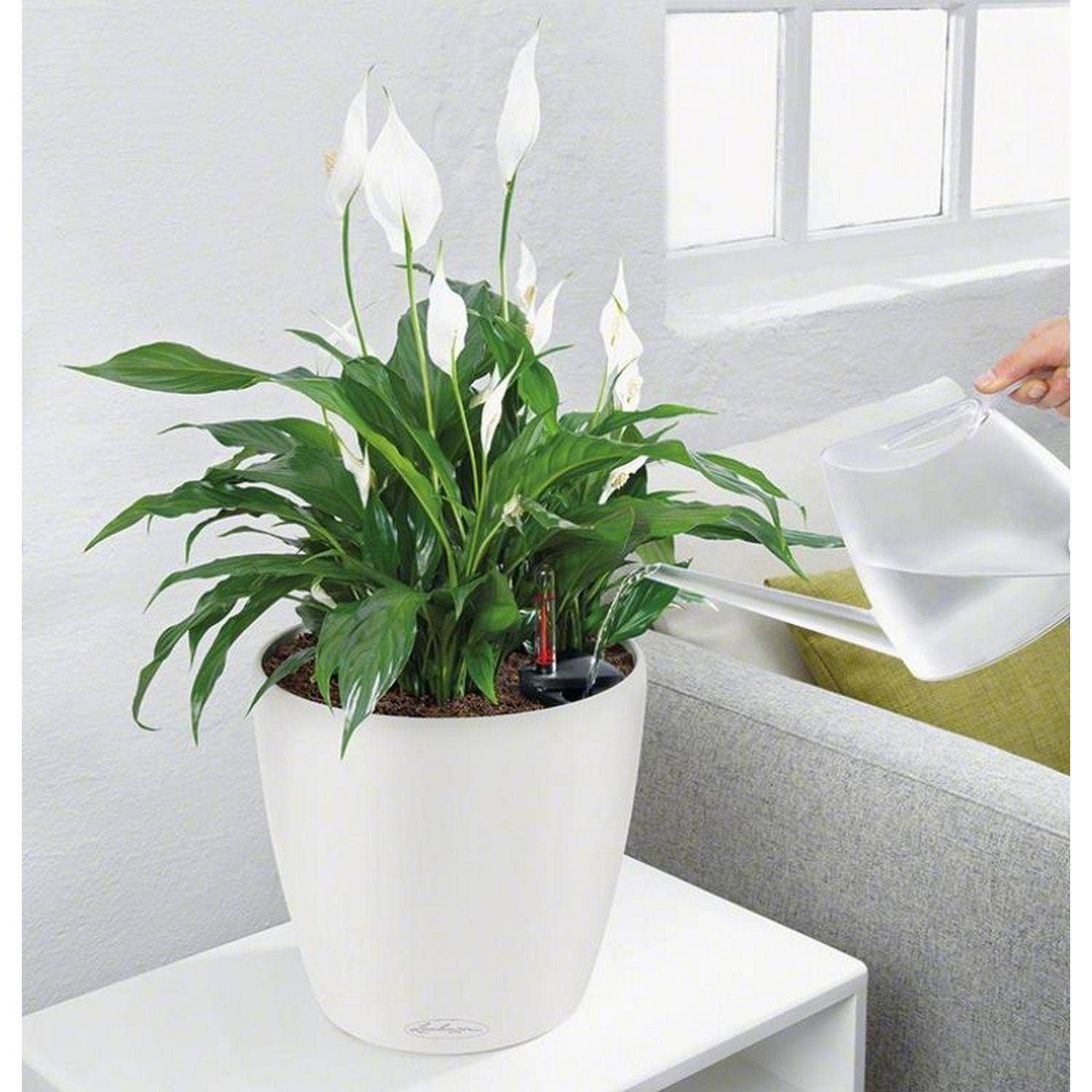 Lechuza Self Watering Planters - Vendita all'ingrosso Vasi per piante - LECHUZA CLASSICO LS Vaso rotondo in poliresina10