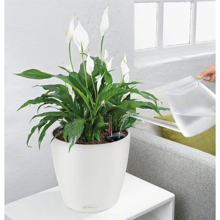 Lechuza Self Watering Planters - Vendita all'ingrosso Vasi per piante - LECHUZA CLASSICO LS Vaso rotondo in poliresina10