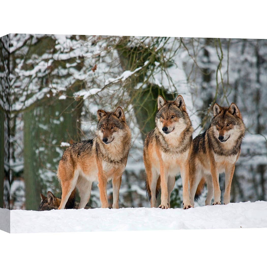 Selected Artworks Italia - Wholesale Art Print - Photo frame, canvas print: Wolves in the Snow1