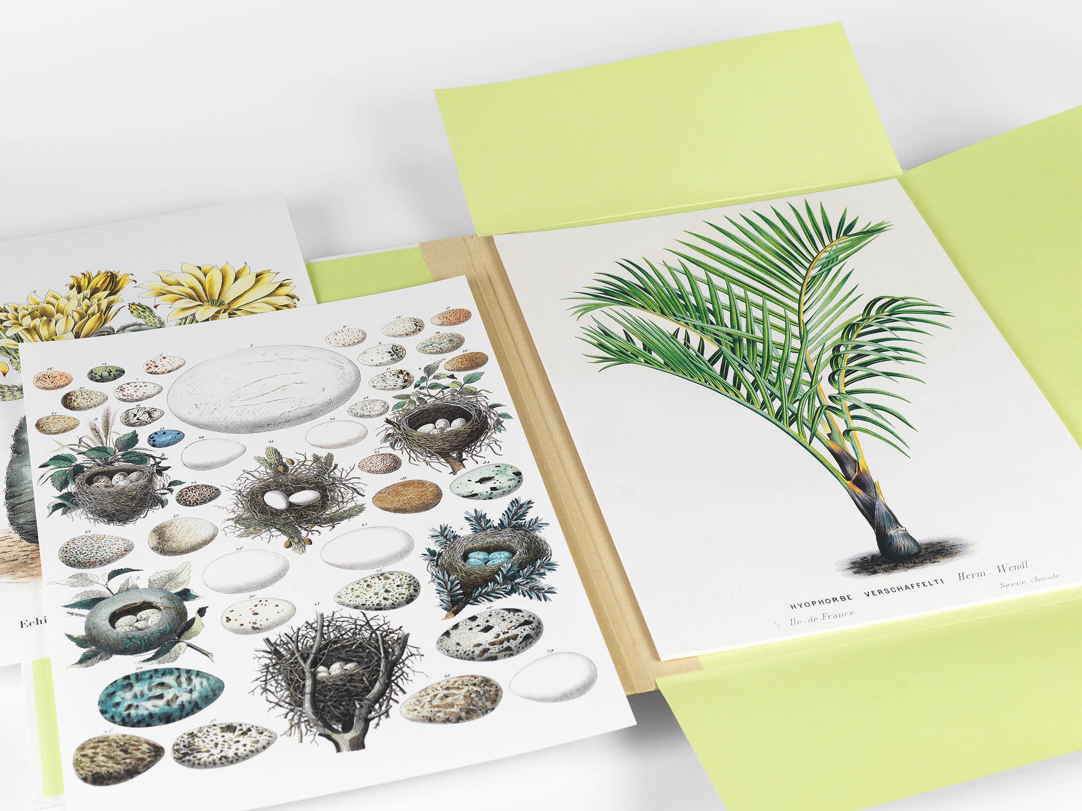 Pepin Press – wholesale Art print – Natural History Art Portfolio - 8 museum-quality art prints5