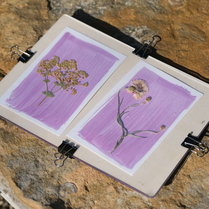 L'Atelier des Epatants - Vente Kit de bricolage - Kit rosatype DIY - comme le cyanotype mais rose !