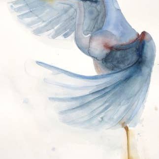 Great Blue Heron ~ "Rise" ~ "Oh, to Fly" ~ Giclée Print for wholesale by Holly Wach Art LLC