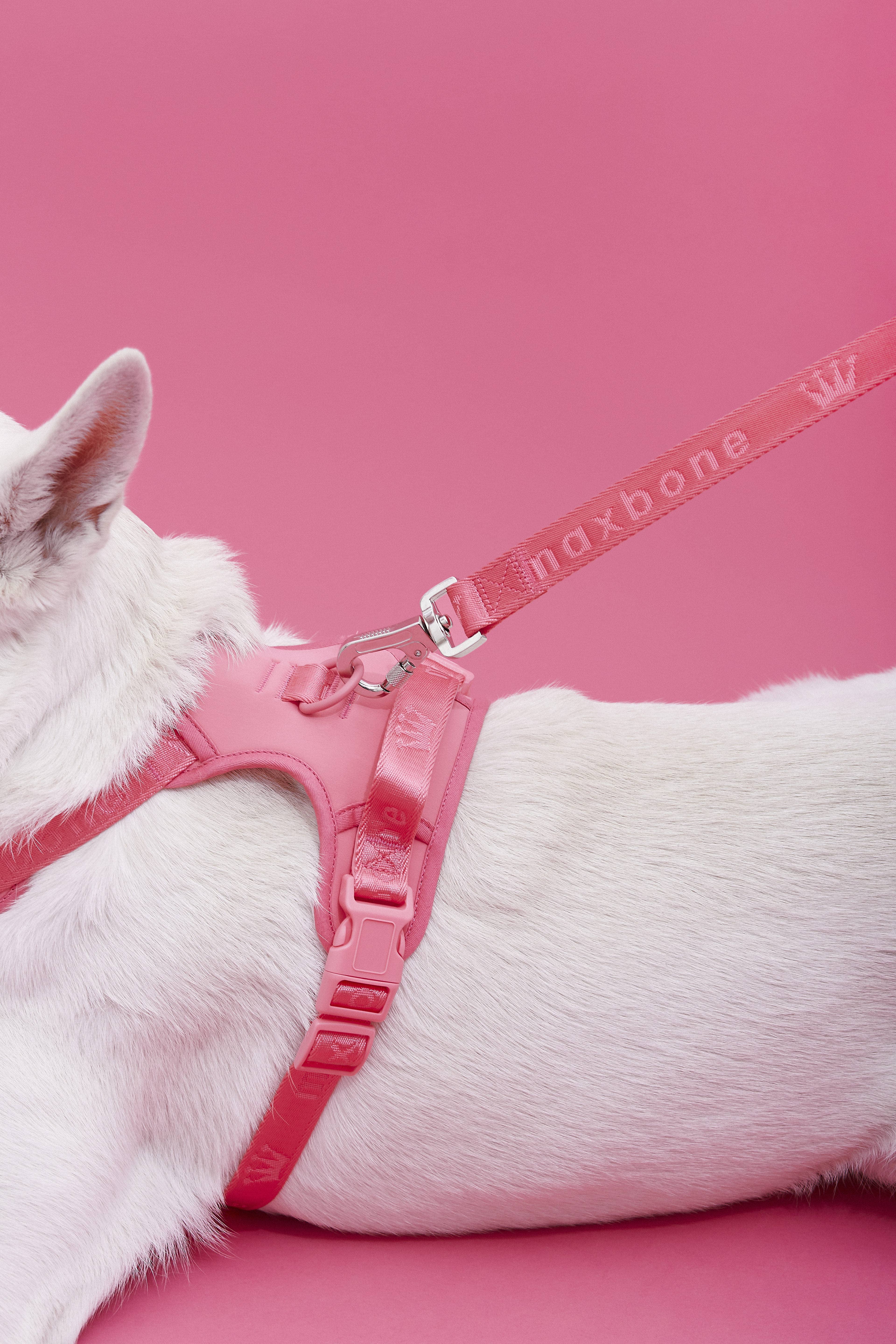 ARISTOPET - Wholesale Pet Leash - Dog - GO WITH EASE HANDS-FREE LEASH16