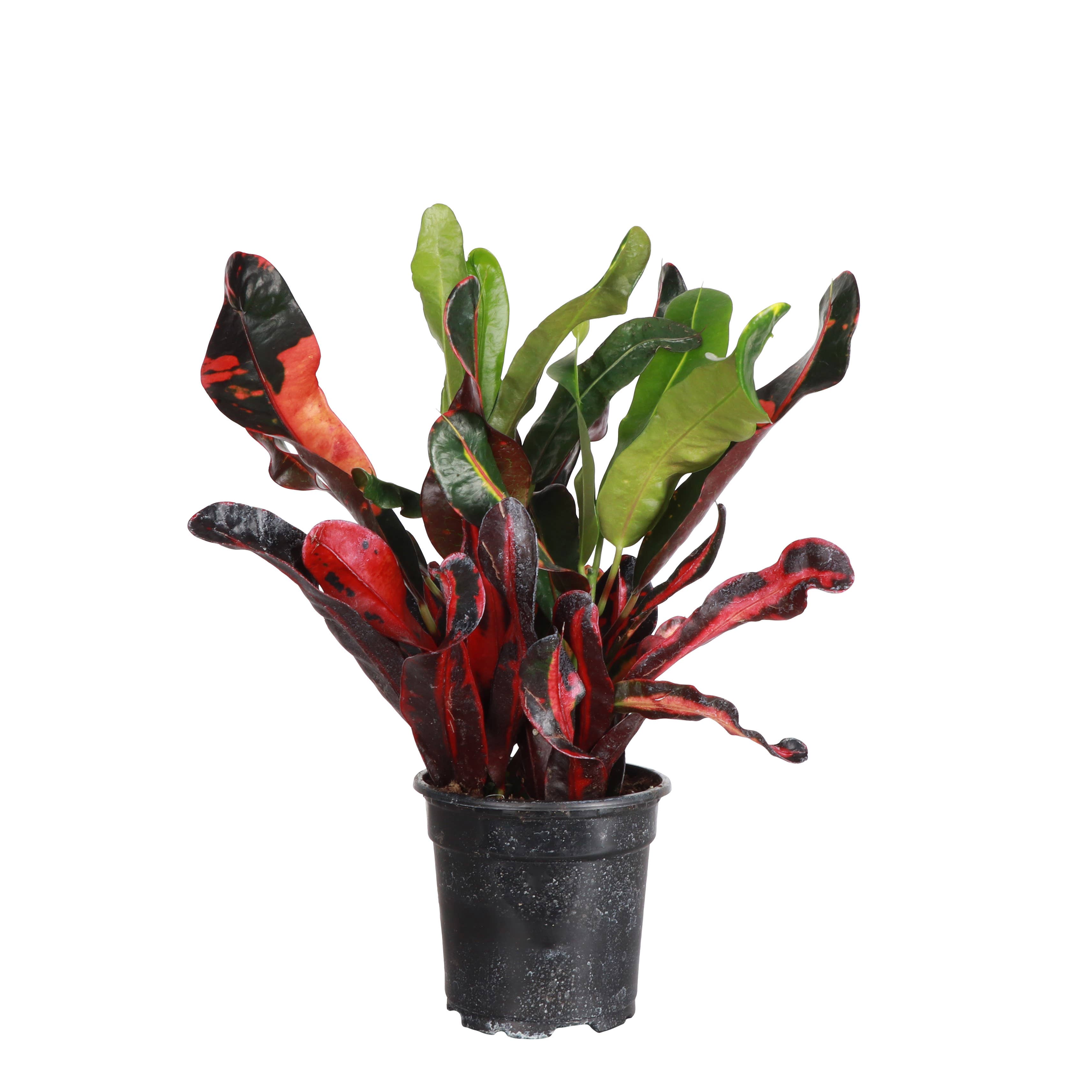Thorsen's Greenhouse - Wholesale Live Plant - Mammy Croton - Live Plant5