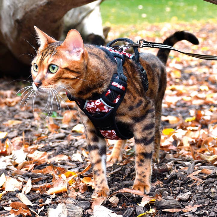 Croci - Wholesale Pet Harness - Dog - Cat harness - Bobby Rando Monoi2