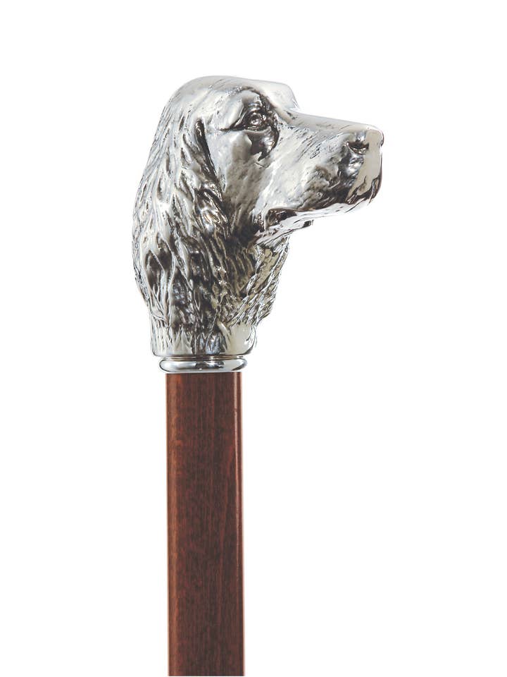 Irish Setter for wholesale by Harvy Canes