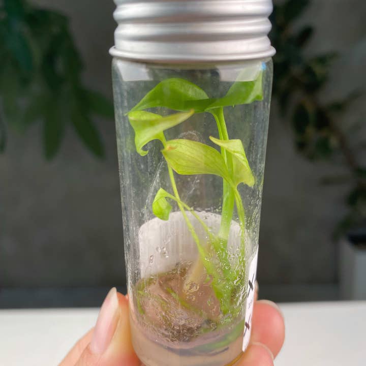 Monstera deliciosa var. sierrana TC Plantlet | Rare Houseplant for wholesale by OrchidBox