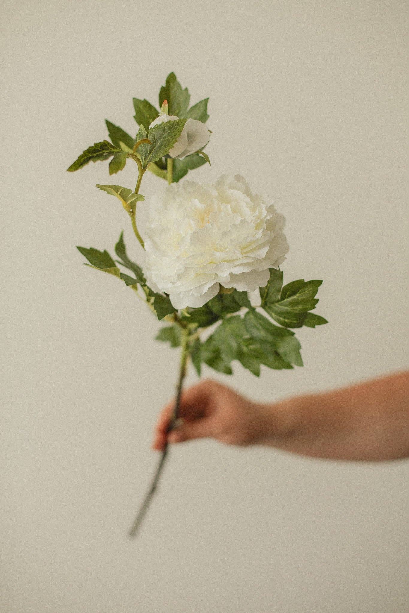 Eucalypt Co. - Wholesale Artificial Flowers - Mountain Peony0