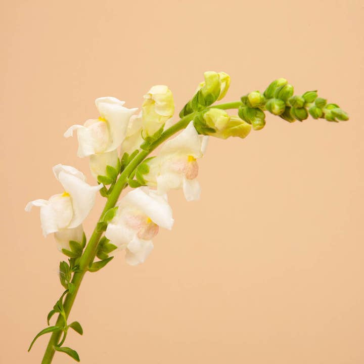 Plantgem - Wholesale Plant Seeds - Potomac Appleblossom Snapdragon - 50 Seeds1