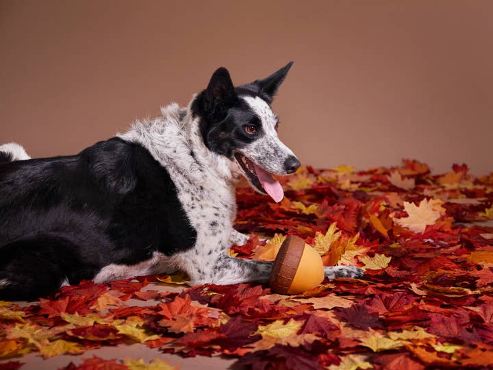 Pet Palette Distribution - Wholesale Pet Chew Toy - Dog - BARK Super Chewer Acornucopia Dog Toy Large2