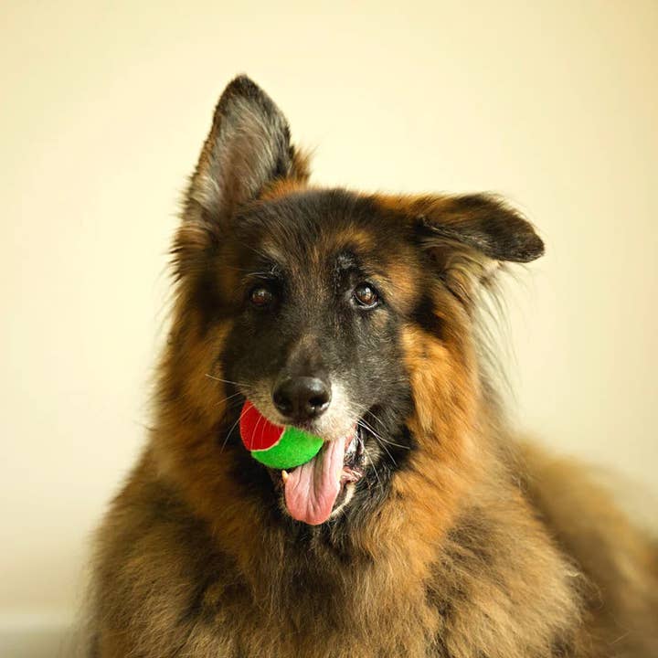 Midlee Designs - Wholesale Pet Squeaky Toy - Dog - Midlee Christmas 2.5" Dog Tennis Balls with Squeaker- 6pk