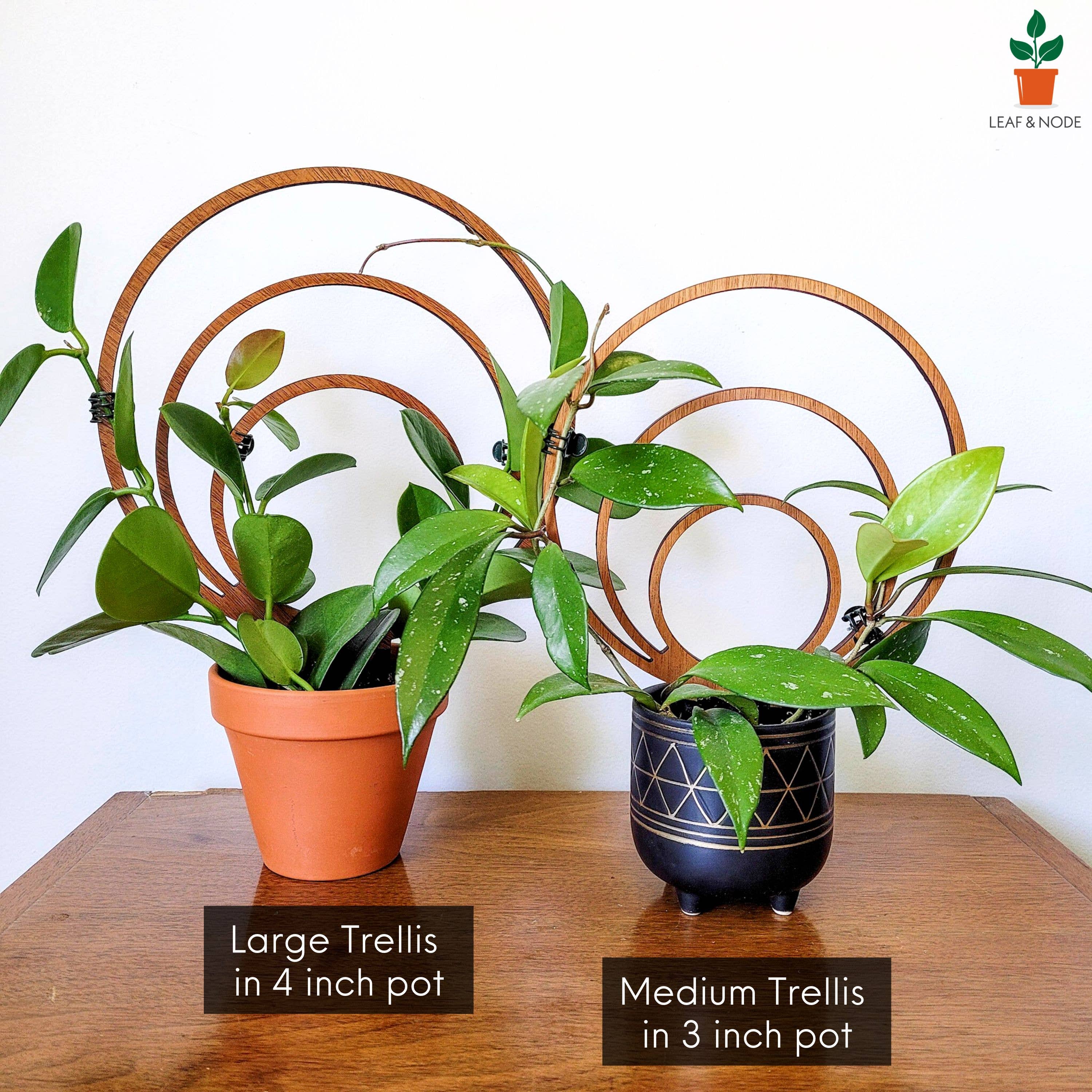 Leaf & Node - Wholesale Trellis - Wood Triple Hoop Indoor Plant Trellis4