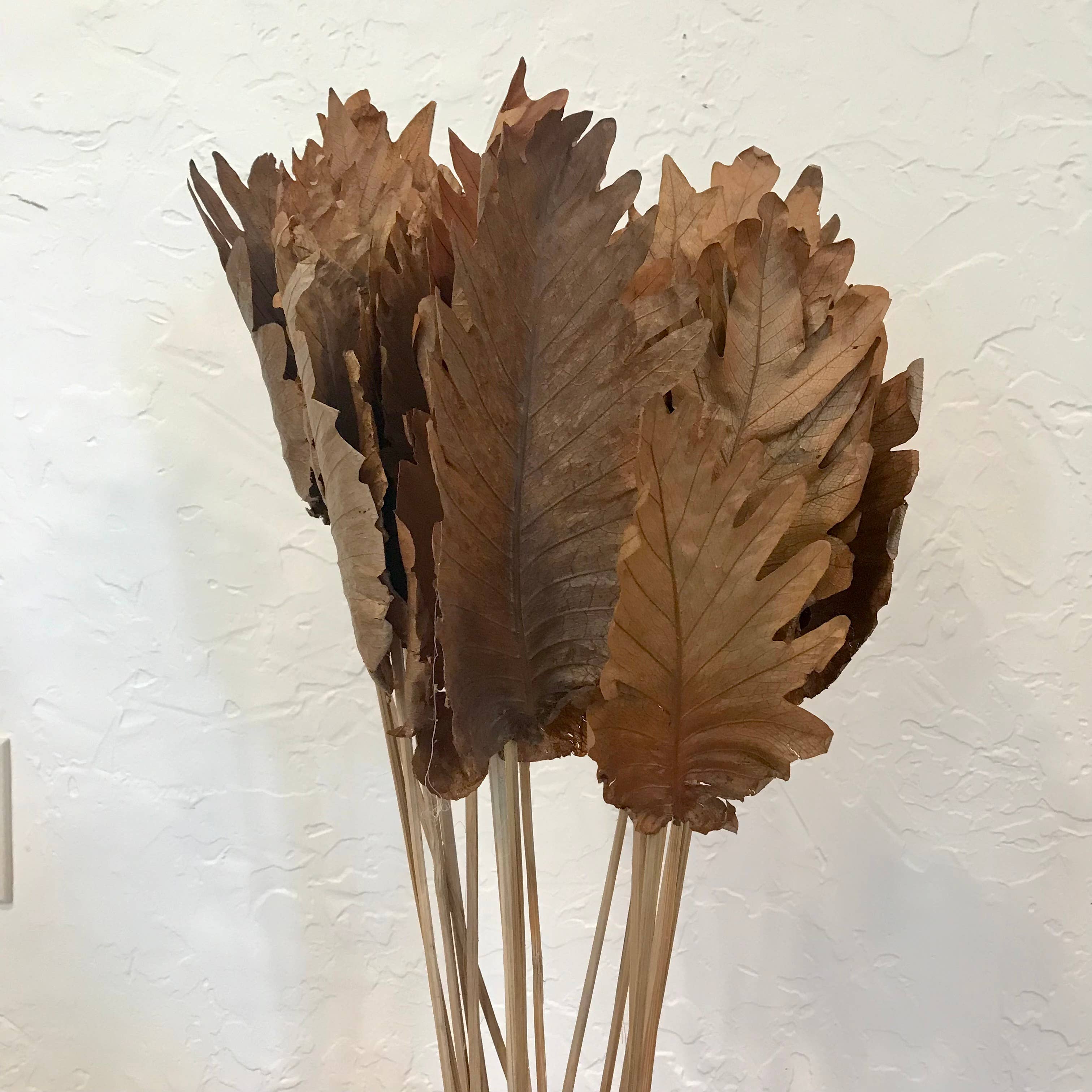 Wilco Home – wholesale Dried/pressed flowers – 20 PC Dried Fern Leaves Bouquet3