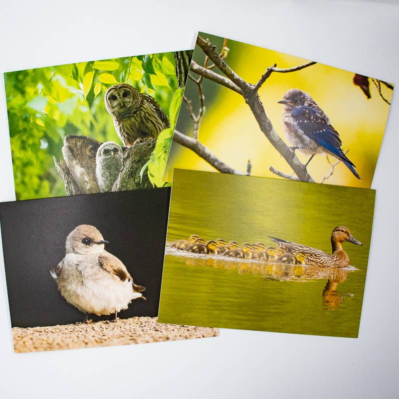 Wren - Wholesale Everyday Greeting Card - Barred Owl and Owlet (Blank inside) Greeting Card4