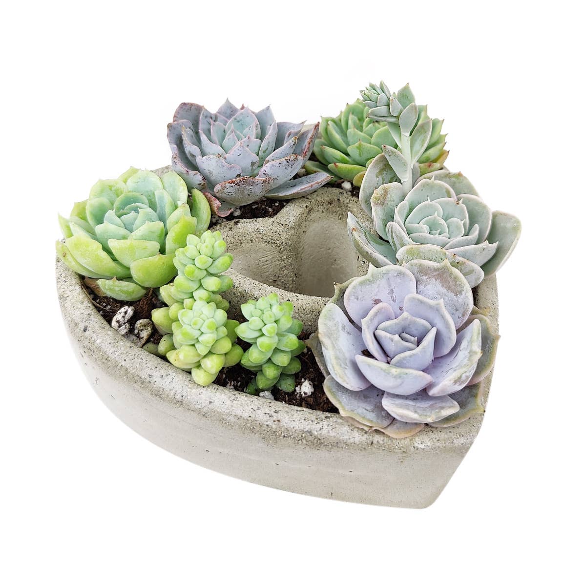 Best Plant Friend - Wholesale Succulent - Succulent Heart Arrangement - Succulent Gift Decor Ideas7