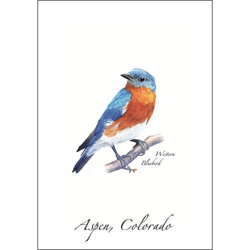 Western Bluebird for wholesale by Earth Sky + Water