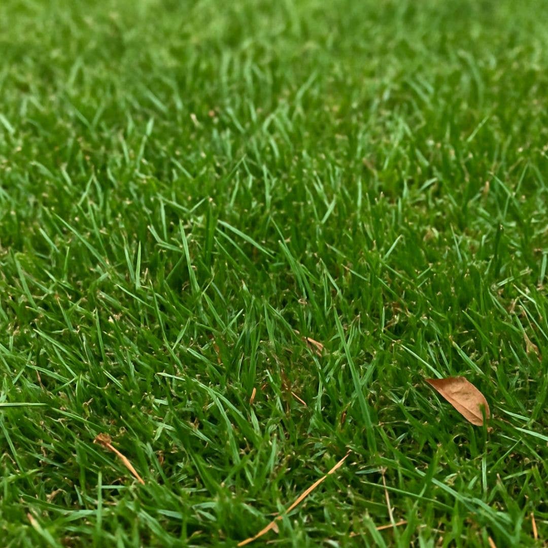 Competitive Lawn - Wholesale Plant Seeds - HeatGuard | Southern Fescue Grass Lawn Seed Blend - Non GMO1