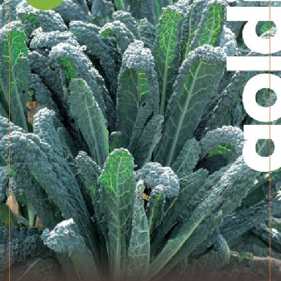 Sementi & Barbatelle - Wholesale Plant Seeds - Tuscan Black Kale