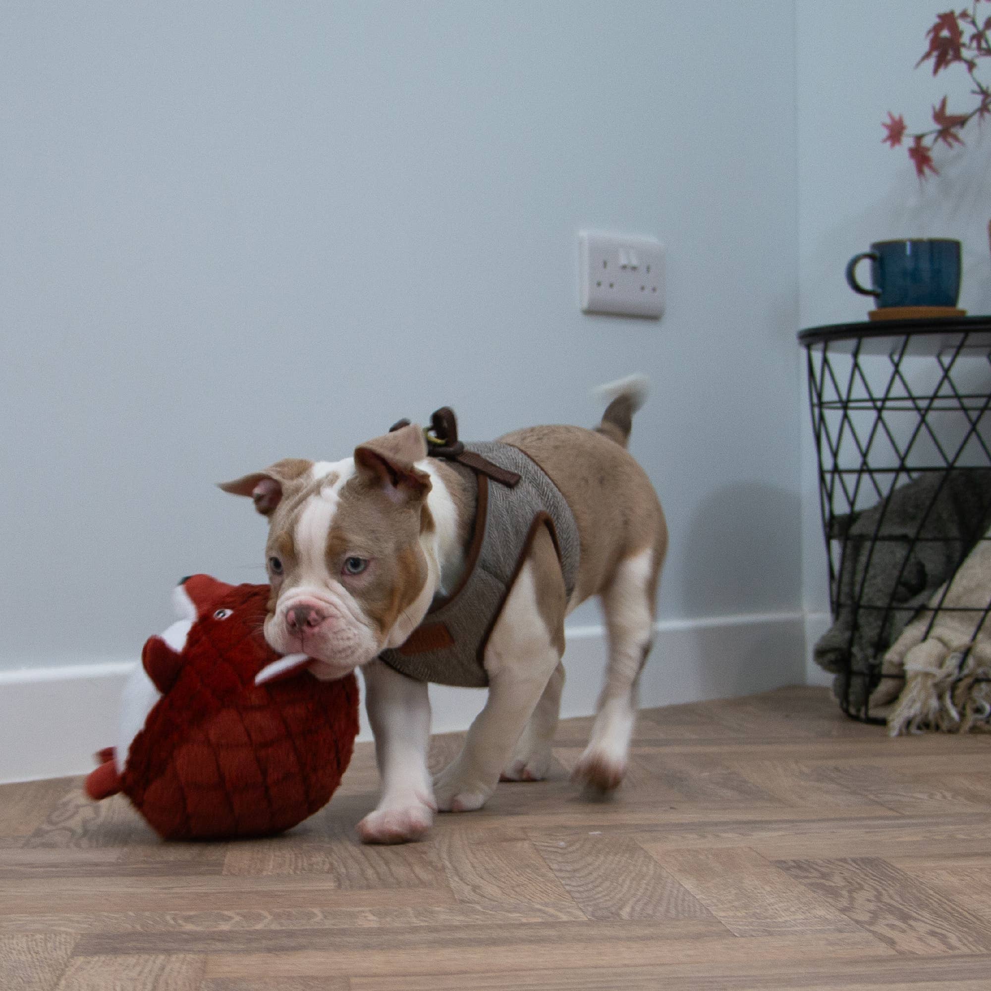 Ancol Pet Products Ltd - Vendita all'ingrosso Peluche - Cani - Playtime, giocattolo da coccolare per cani, trapuntato, motivo: animale del bosco5