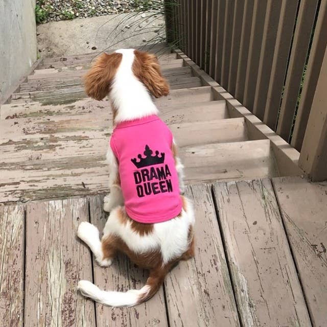 Rose T-shirt pour chien Drama Queen – Tenue mignonne et audacieuse pour chiots en vente sur Faire4