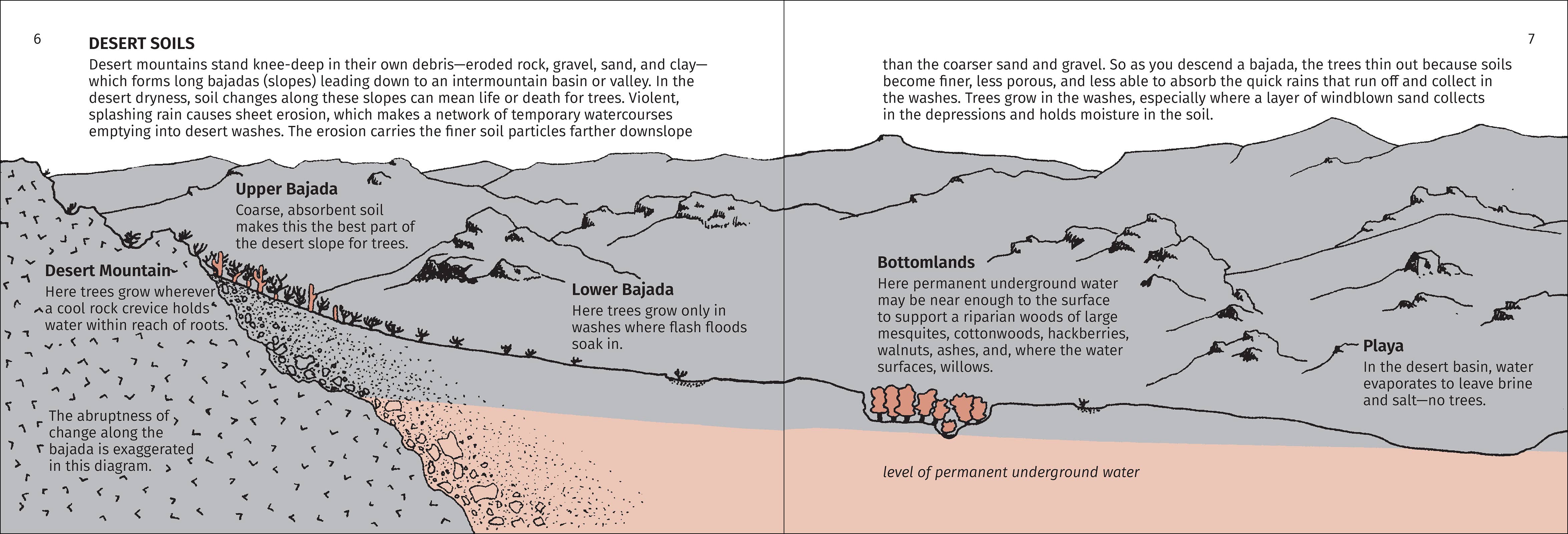 AdventureKEEN - Wholesale Nature & Outdoors - Desert Tree Finder 2e9