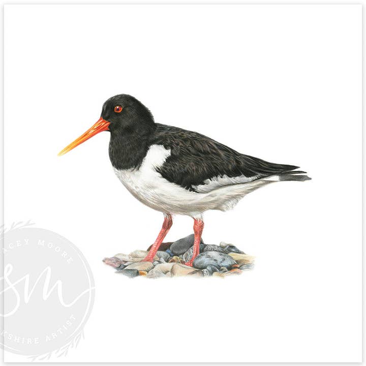 Oystercatcher for wholesale by Stacey Moore Ltd