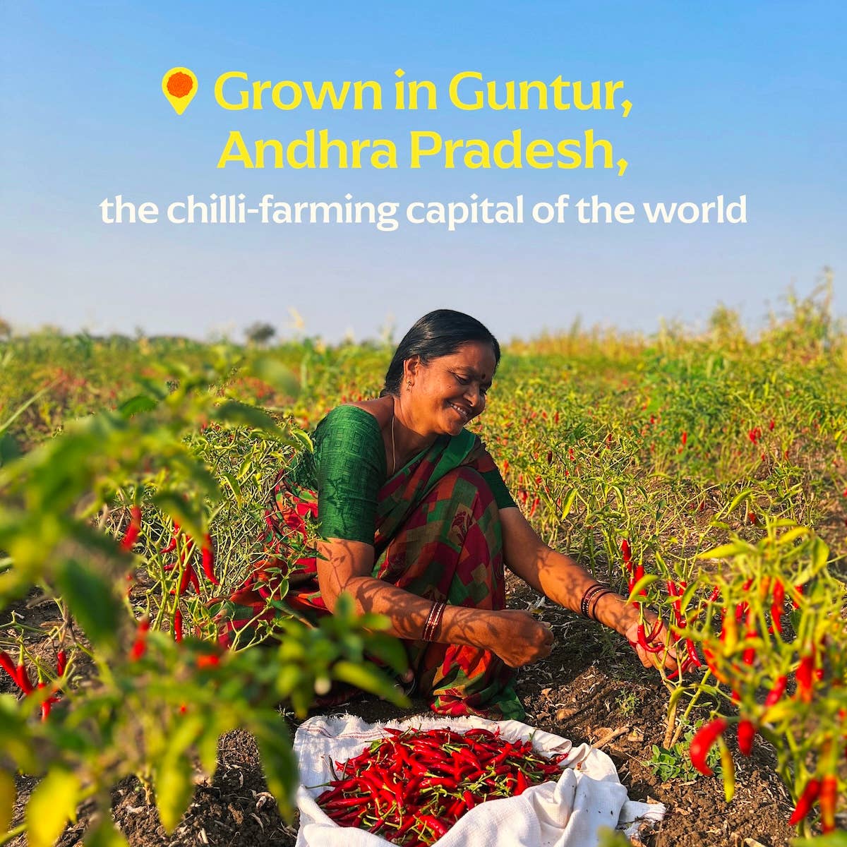 Diaspora Spice Co. - Wholesale Dried Spice - Guntur Sannam Chili Powder (Medium Heat) - Single-Origin1