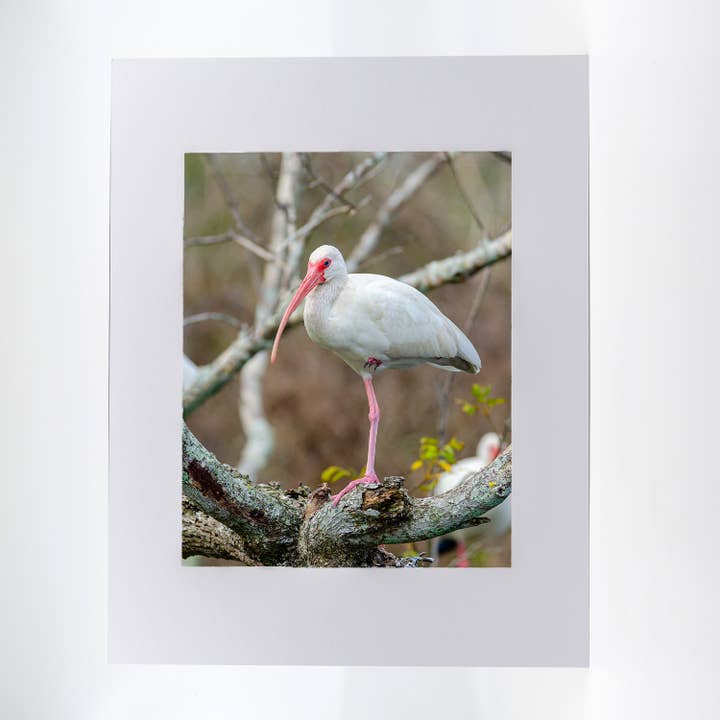 Artwork-American White Ibis 3 for wholesale by Mike Ring Photography