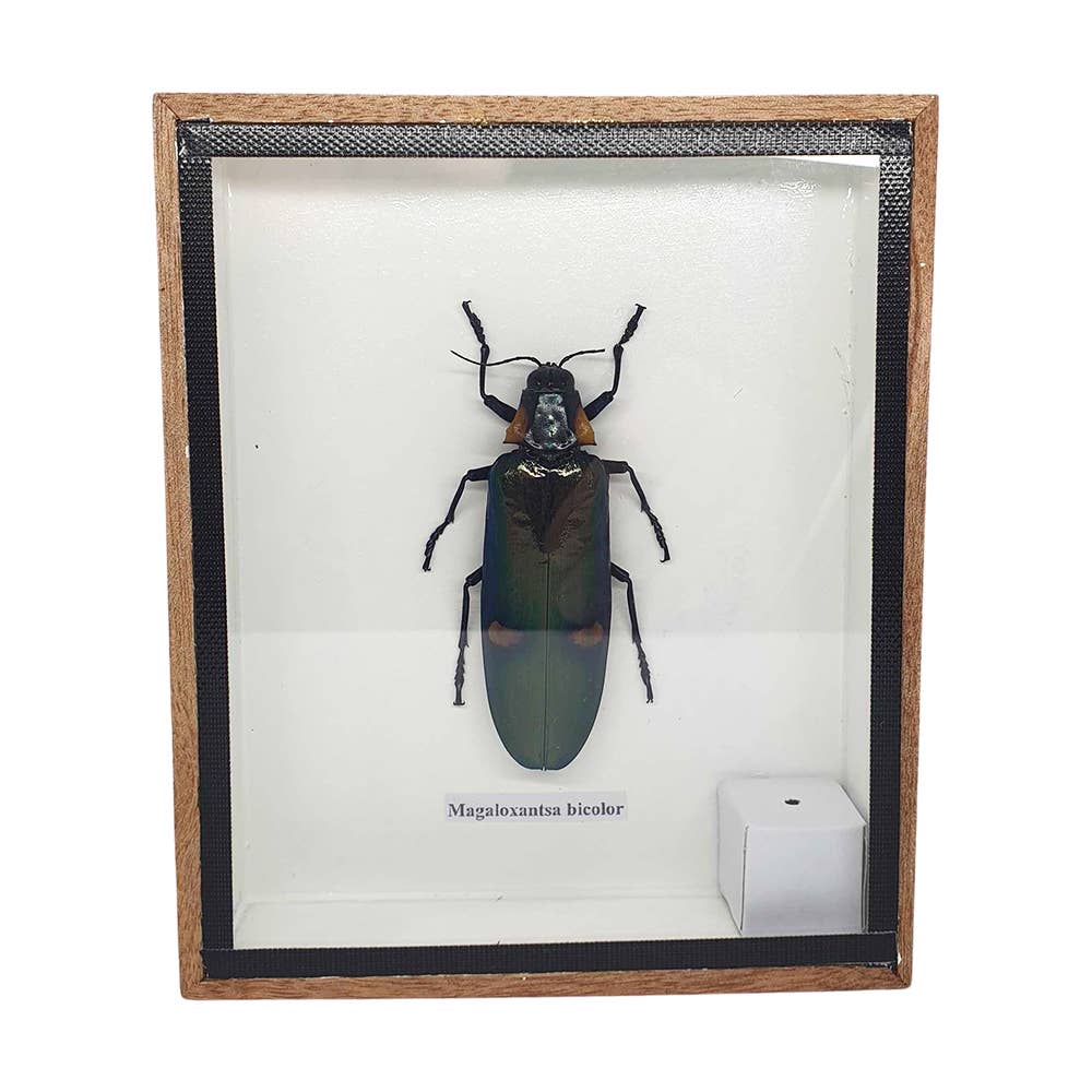 VIE - Wholesale Wall Accent - Framed Insect, Assorted20
