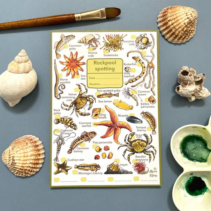 Rockpooling wildlife spotting notepad for wholesale by Alexia Claire Ltd