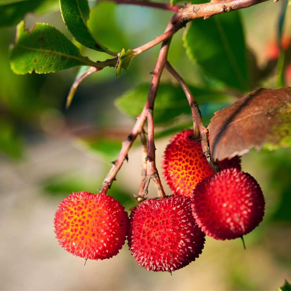 Oasis of Life - Wholesale Live plant - Strawberry Tree – Set of 6 Arbutus 'Unedo' – Evergreen Strawberry Tree with White Flowers & Red Fruits – Mediterranean Ornamental Tree for Garden & Terrace – Height 25–40cm – Ø9cm3