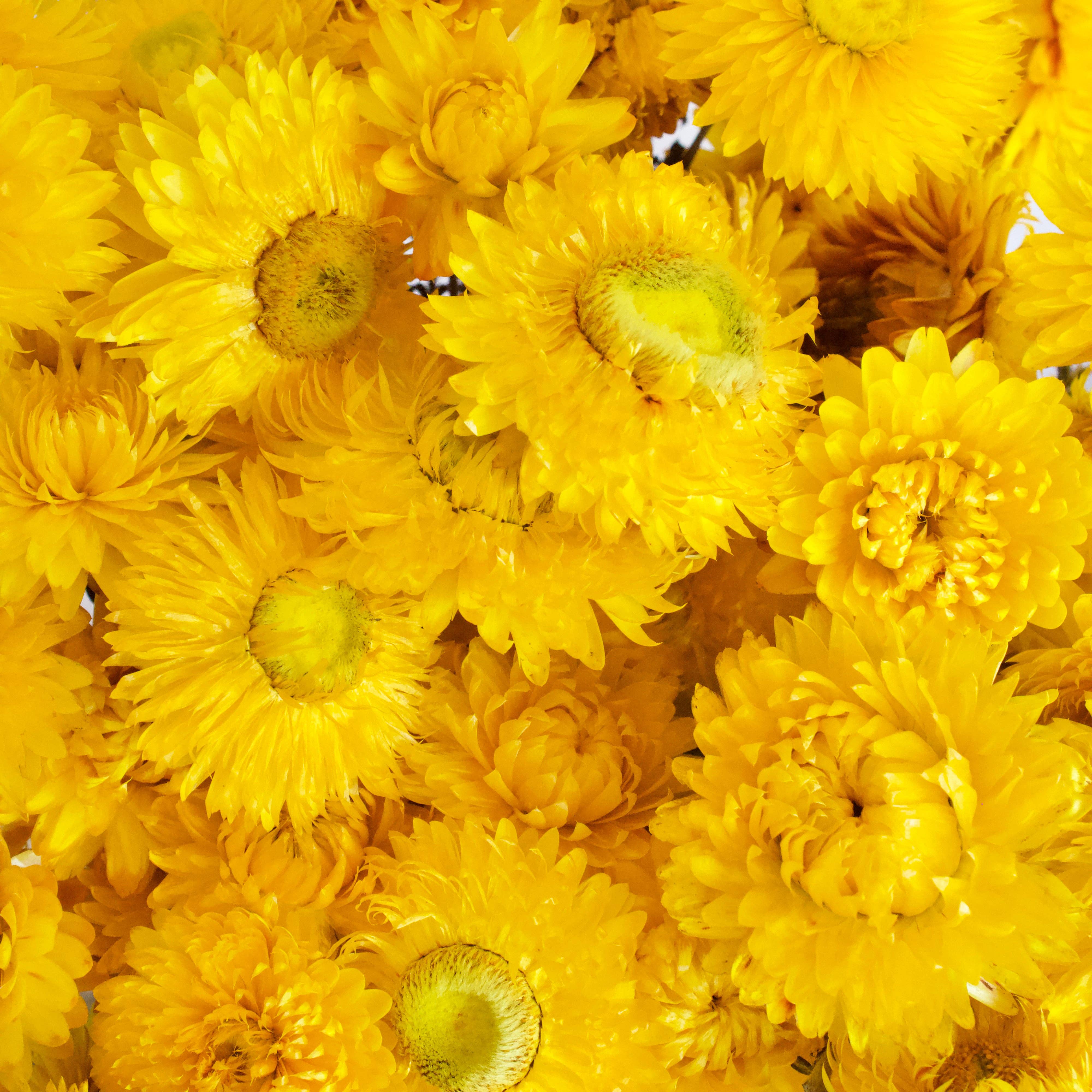 Roxanne's Dried Flowers - Wholesale Dried/Pressed Flowers - Strawflower - Dried3