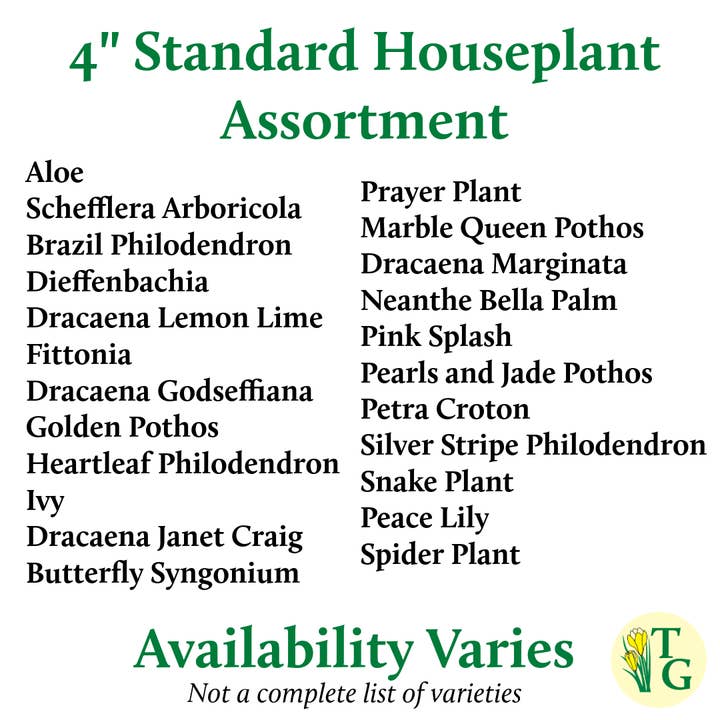 Thorsen's Greenhouse - Wholesale Live Plant - Potted Houseplant Assortment - 4" Live Plants5