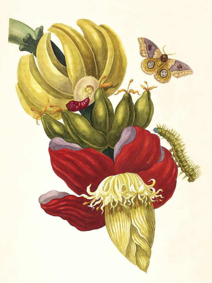Postcard Inflorescence of Banana (7023) for wholesale by The Knowledge of Things by Catch Publishing