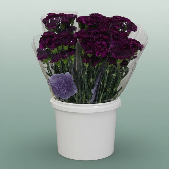 Carnation Standard Florigine Moontea for wholesale by All Occasions Wholesale