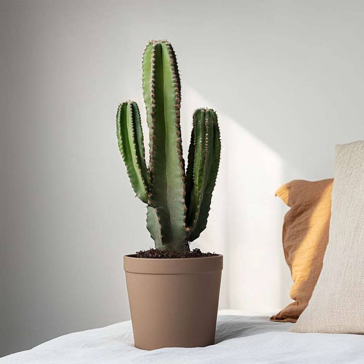 Oasis of Life - Wholesale Succulent - Cowboy Cactus Euphorbia Ingens – Height 85–95cm – Ø24cm – Large easy-care desert plant with spines – Decorative succulent for living room & office – Stylish houseplant in modern design7