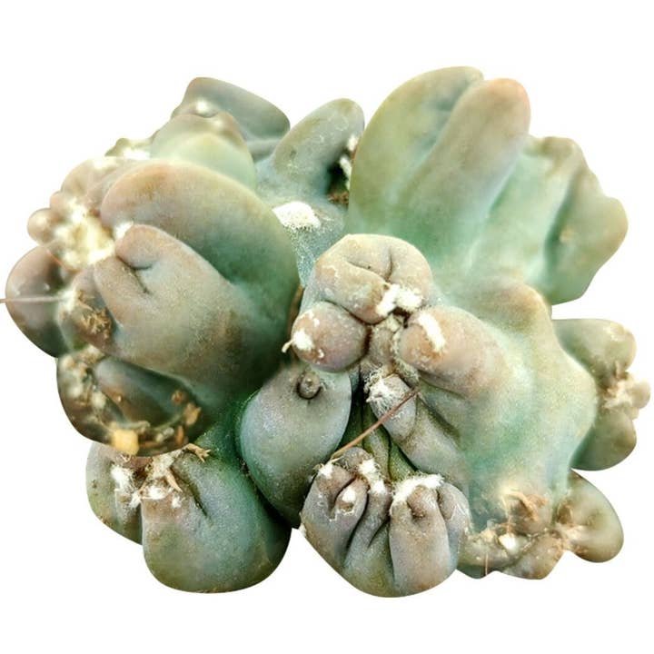 Best Plant Friend - Wholesale Succulent - Cereus Ming Thing Cactus - Live Unique Cactus - Indoor Plant
