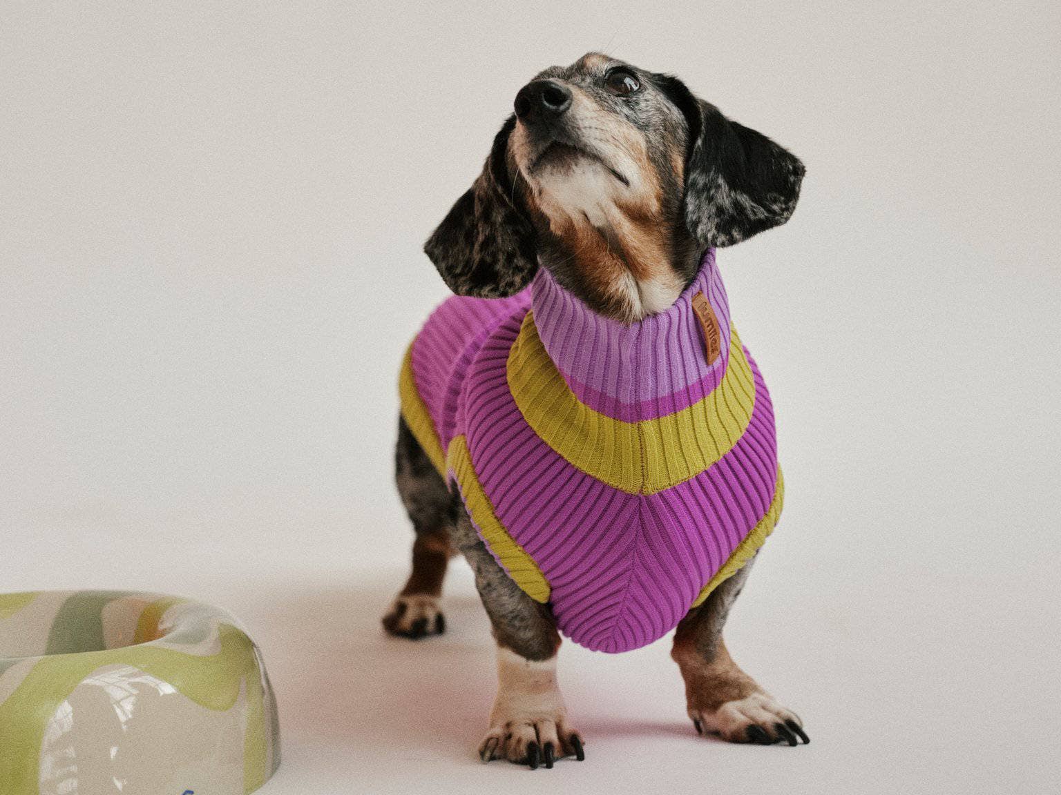 VIOLA SPRING THE GLOW JUMPER - Neon Dog Sweater - (Viola Spring) for wholesale on Faire3