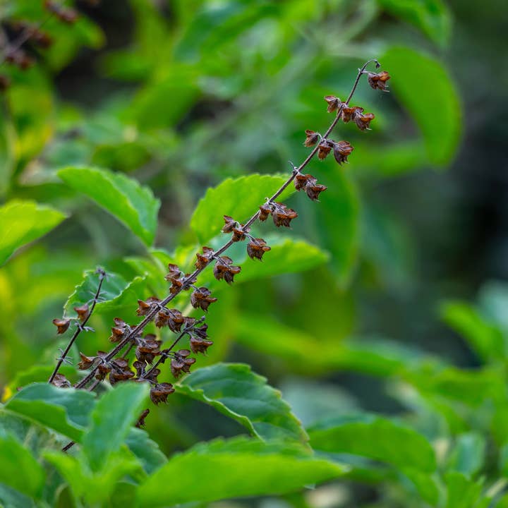 The Herbologist Shop - Wholesale Health/Detox Tea - Grief Relief Tea Loose Leaf Organic 2oz5