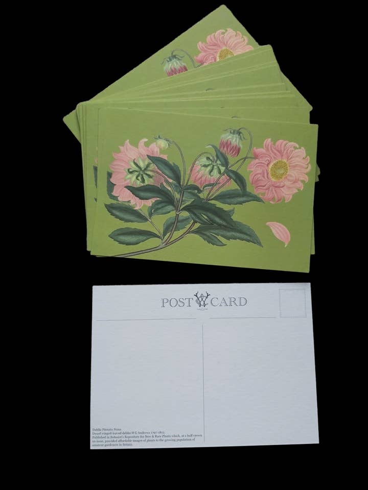Tarjeta postal de dalia de diseño botánico antiguo, fondo verde para venta al por mayor de Wanda Coyne Collection