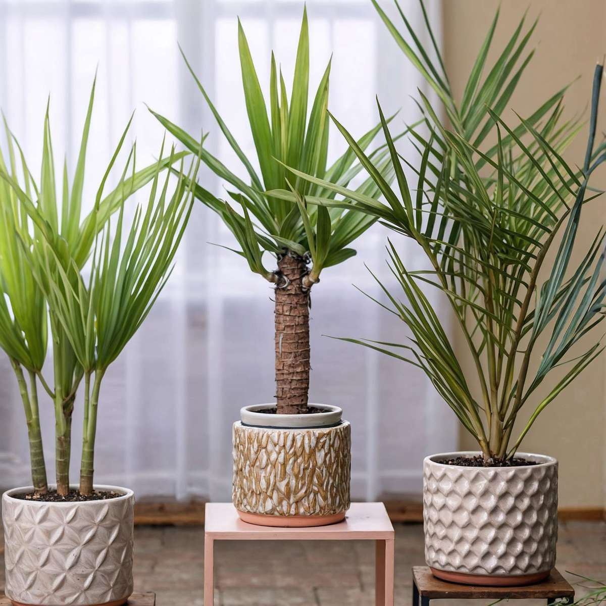 Oasis of Life – Großhandel Pflanzen – Zimmerpalmen-Mix – 6 Pflanzen – Indoor Palmmix – Höhe 50–70cm – Ø14cm – Tropische Zimmerpflanzen für Innenräume – Mit Pokon Pflanzendünger – Pflegeleicht & dekorativ1